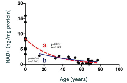 NAD+ (ng/mg protein) Levels decline with age