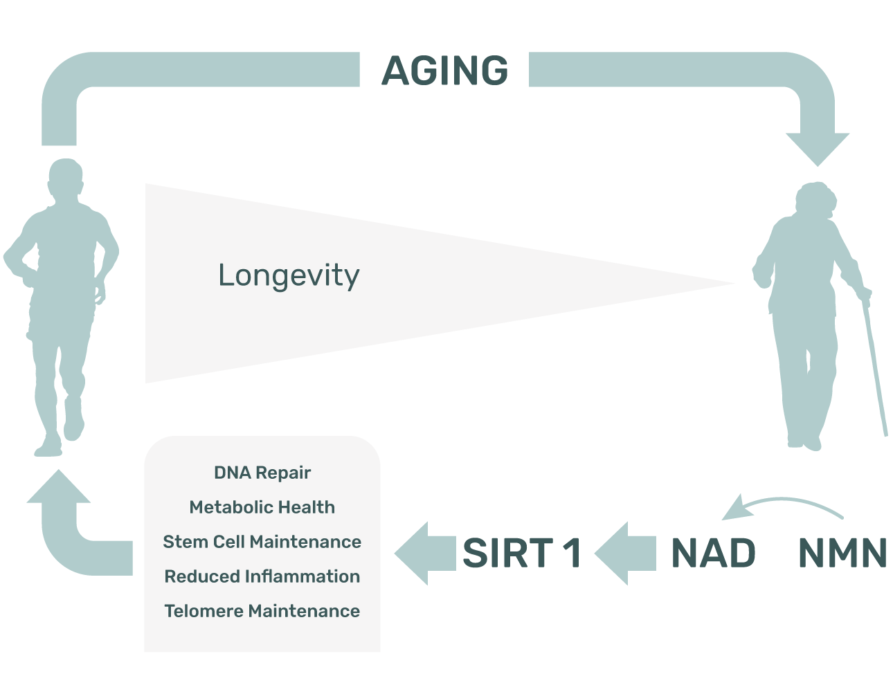 supplementation with NMN can increase lifespan, decrease and age-related frailty