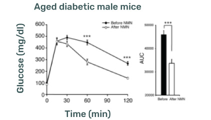 NMN Supplementation and Type 2 Diabetic male mice