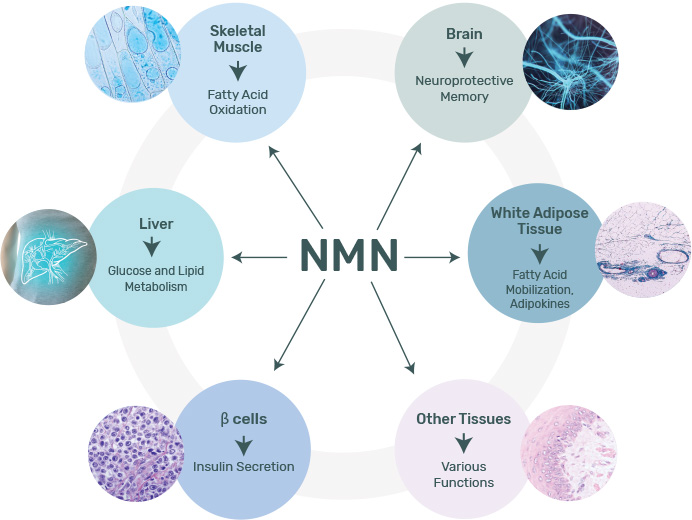 NAD+ decreases with age and this decrease is involved in age-related pathology and various diseases.