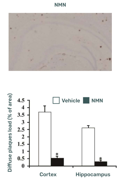 NMN treatment diffuse plaques load in mice