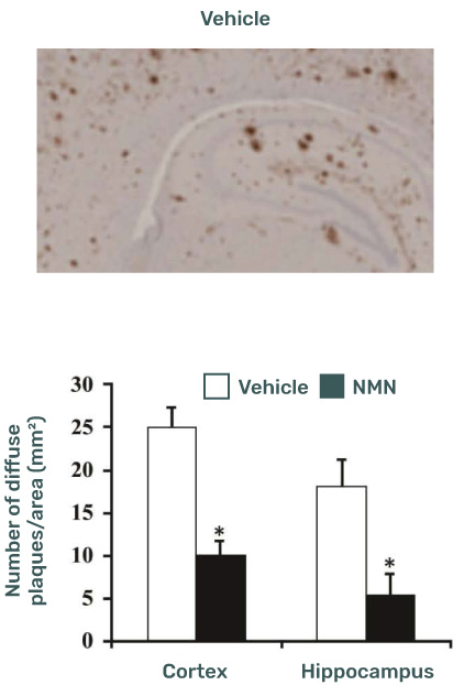 data prove that NMN treatment greatly reduces Alzheimer disease in mice